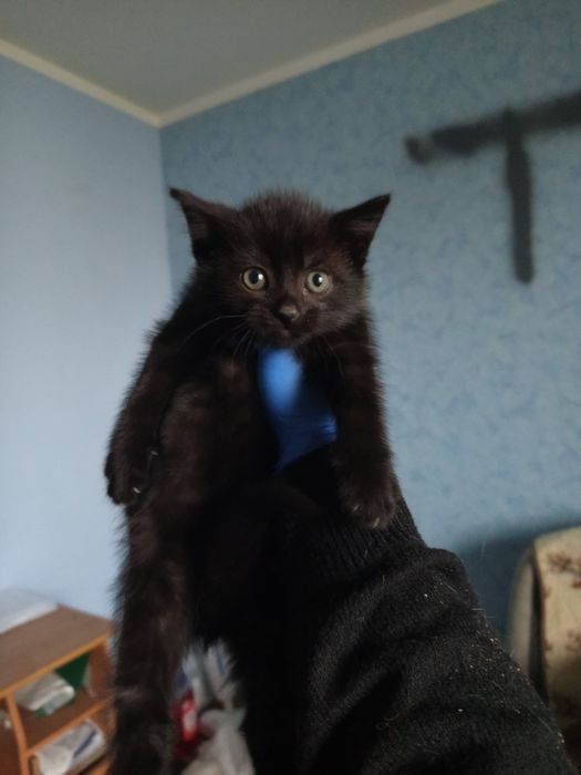8 tygodniowa kotka do adopcji