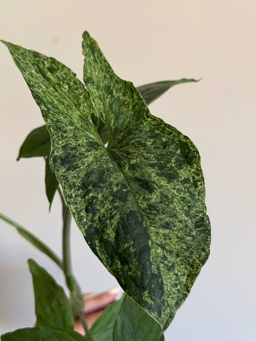 Planta Syngonium Mojito