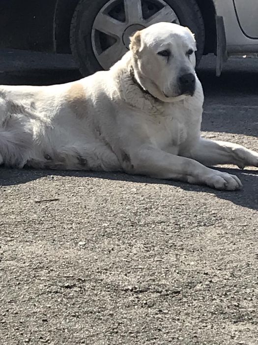 Цуценята чистокровного Алабая