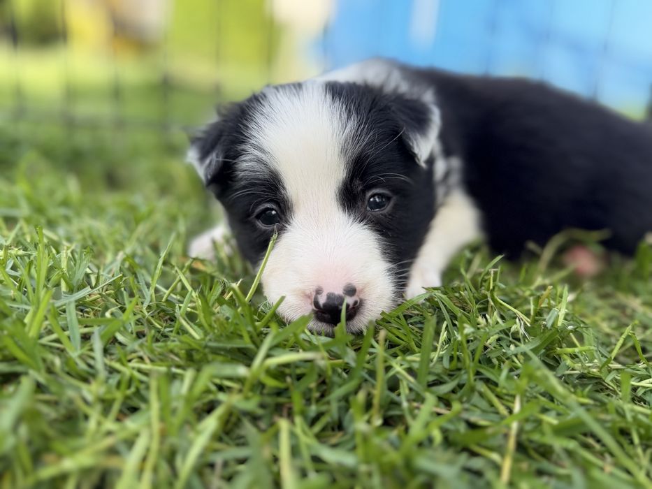 Piesek Border Collie