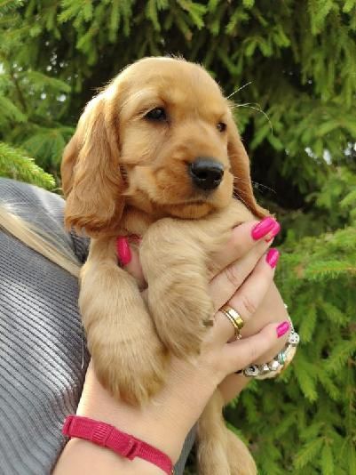 Suczka Cocker Spaniel