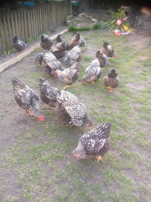 Яйця інкубаційні кури віандот біле золото