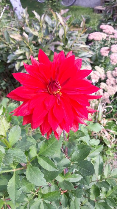 Жоржина (гордінія, георгіни) коріння