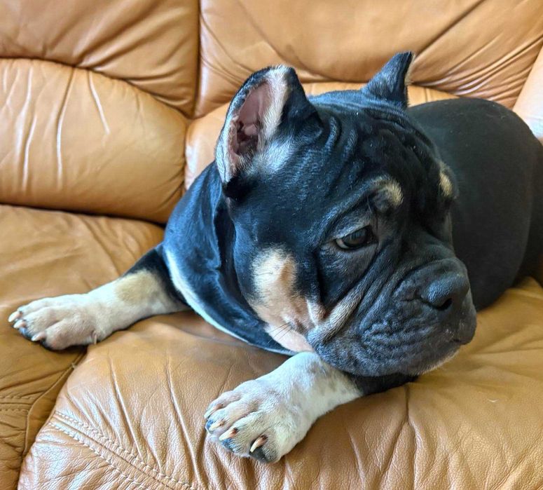 Атлетичний хлопчик Американського Буллі у пошуках нової сімї