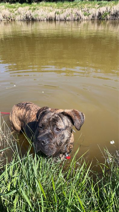 Oddam pieska w dobre ręce