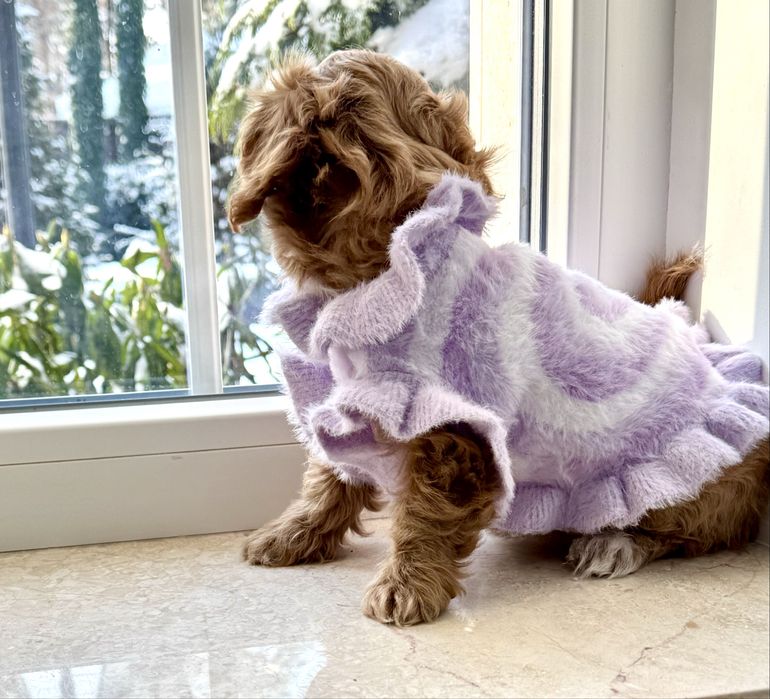 Мальтіпу F1- міні дівчинка