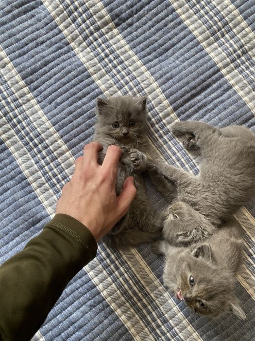 котики в добрі руки
