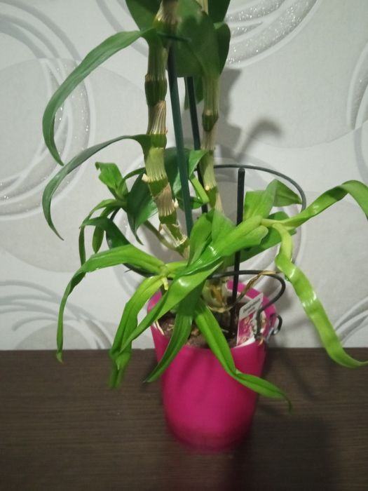 Орхідея дендробіум