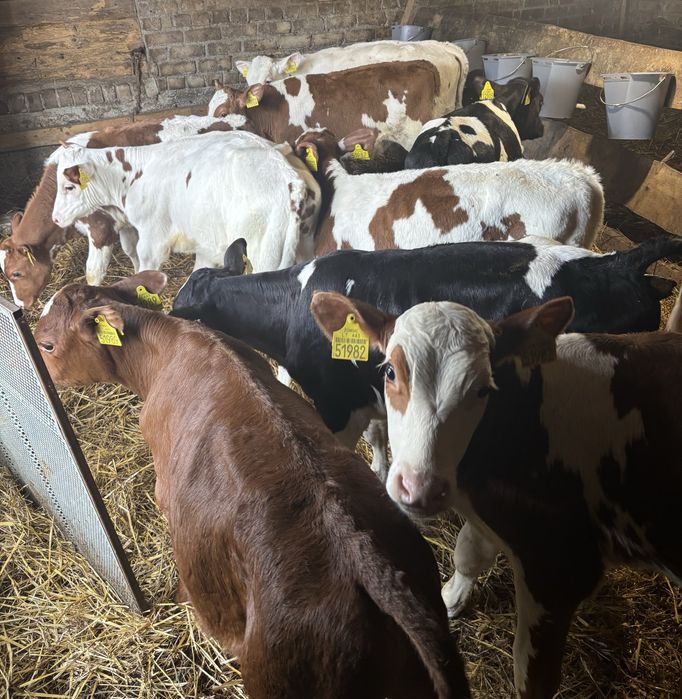 Sprzedam byki przewaga simental