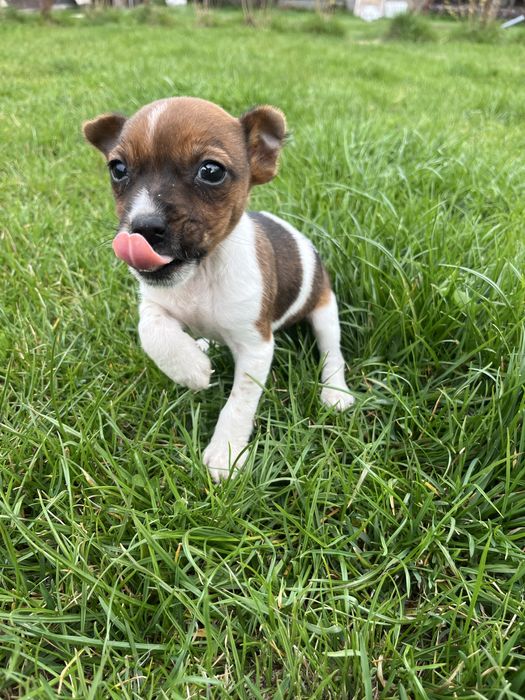 Jack Russell Terrier suczka