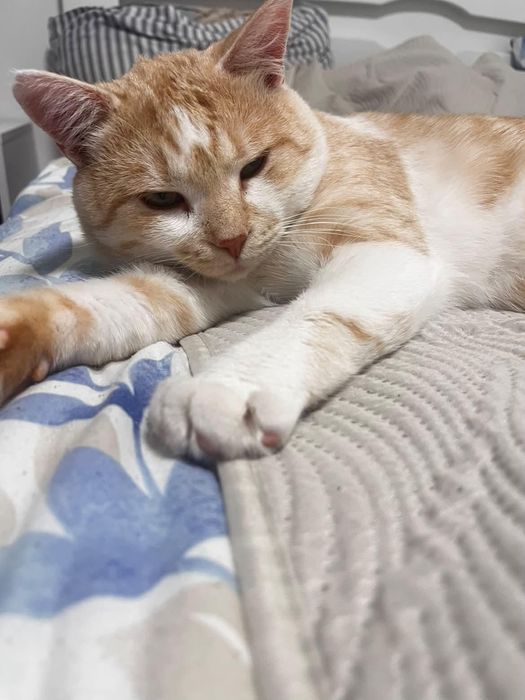 котик безкоштовно