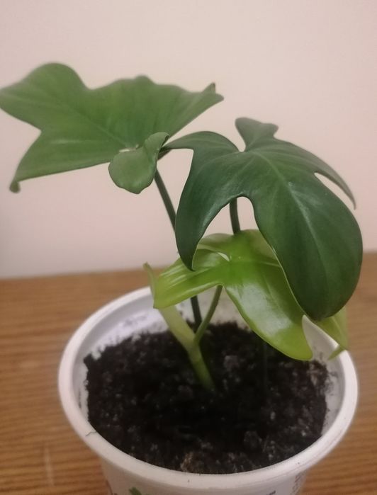 Кімнатні рослини