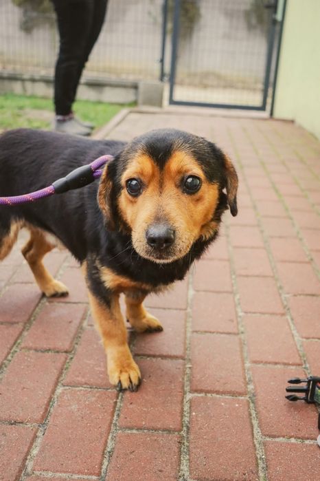 Travisek kochamy samczyk