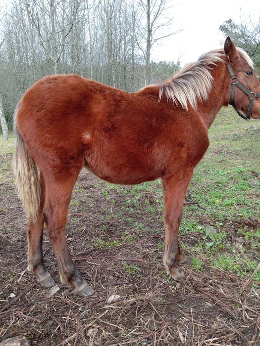 Égua prenha + Poldra