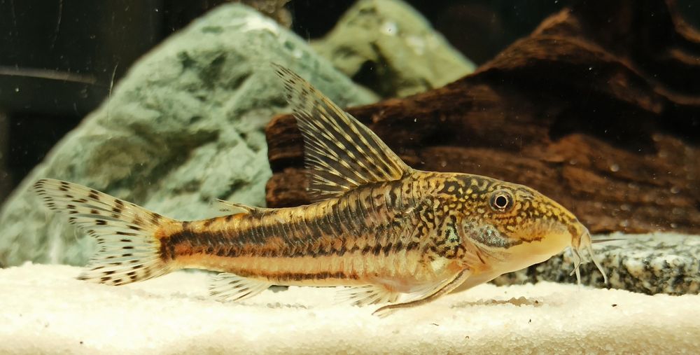 Scleromystax kronei rzadki rarytas