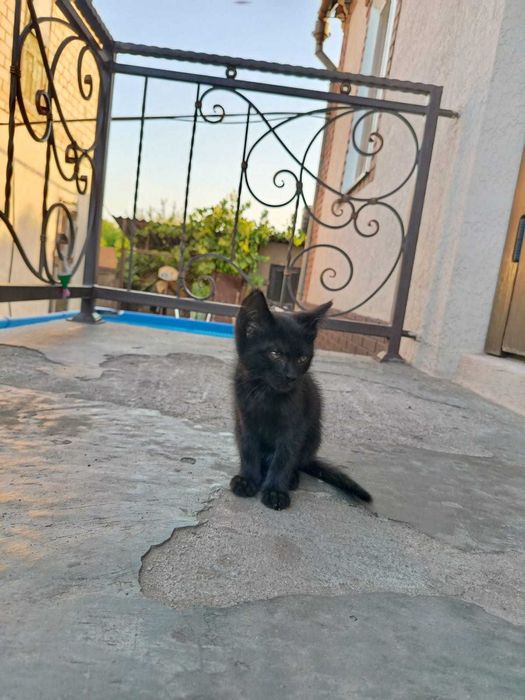 Котики Крисоловки!!