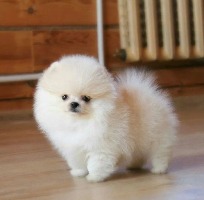 Супер супер мини мишки