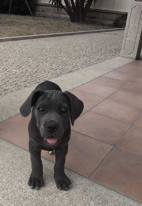 Cane Corso Italiano