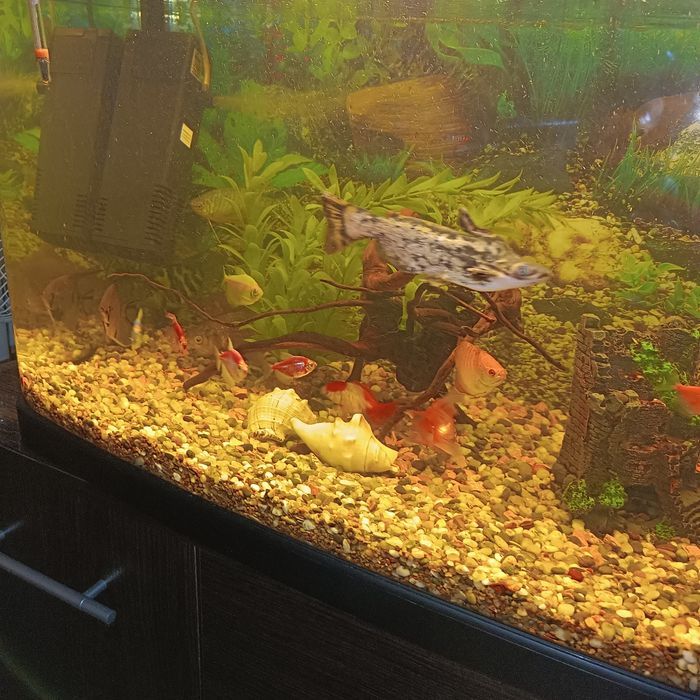 Аквариум 120 л совсем необходимым