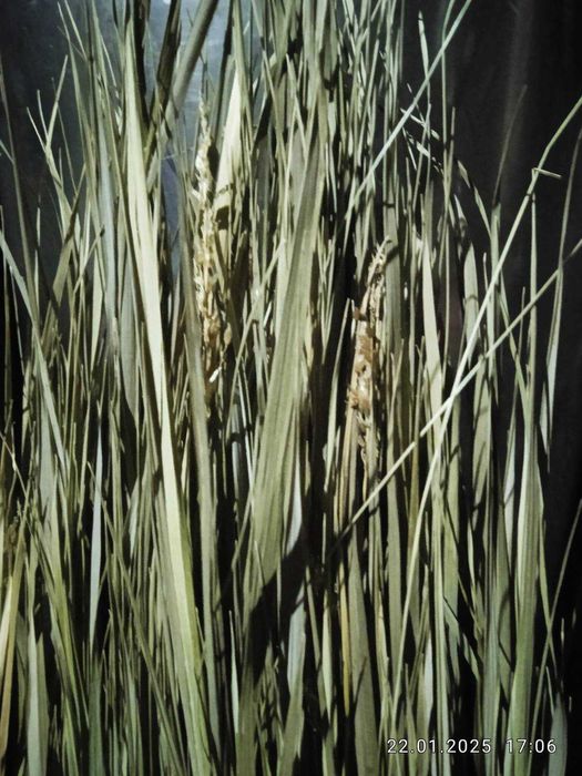 Зубровка суха, врожай 2025року