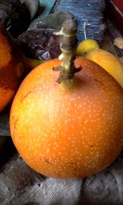 Plantas Maracujá Granadilha. Resistente às intempéries