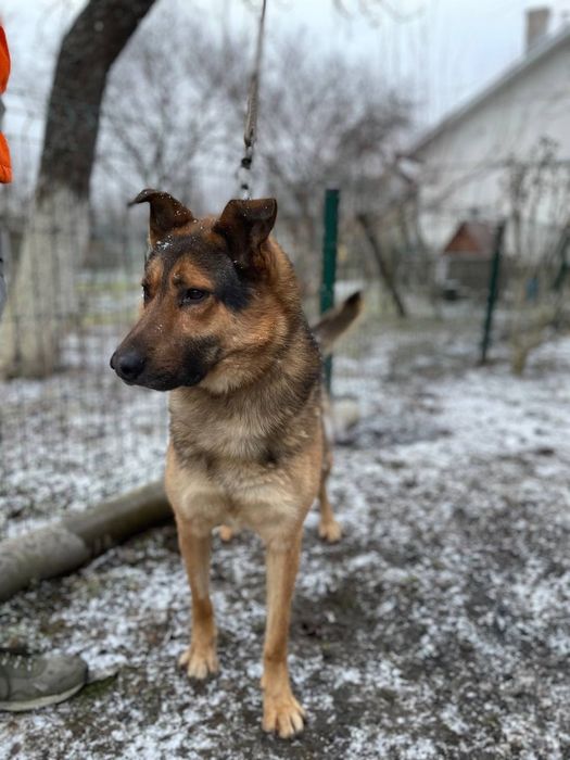 Собака Песик безкоштовно