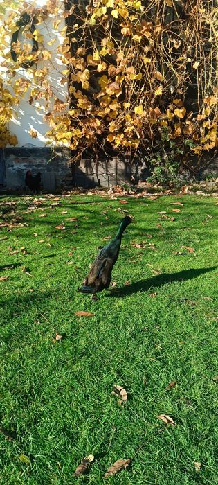 Sprzedam lub zamienię kaczory biegunów