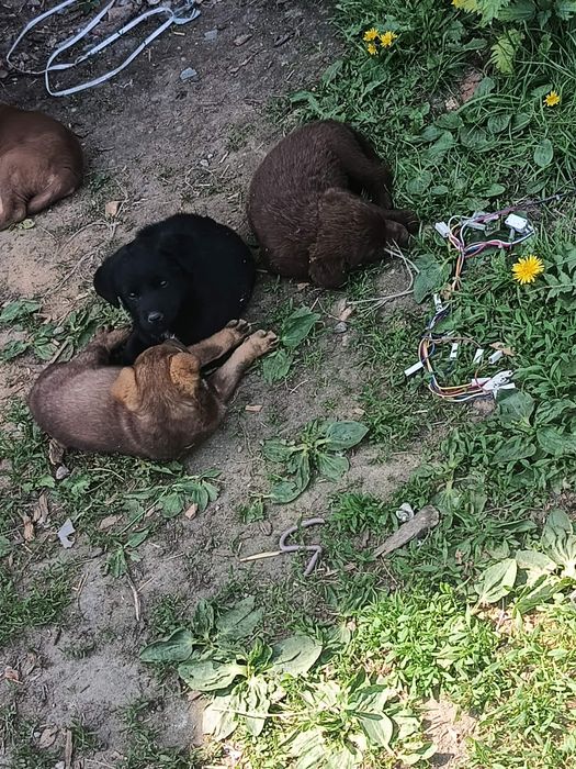 Pieski na wydanie
