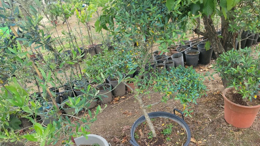 Vendemooliveira galega de jardim e palmeiras