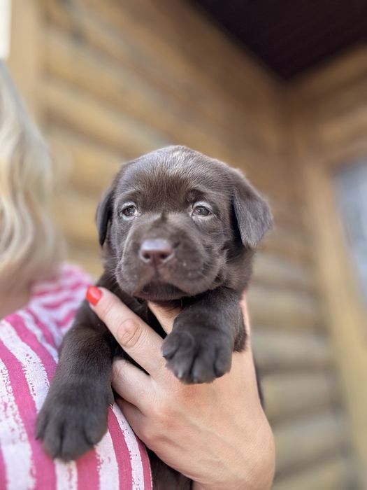 Лабрадор ретрівер Хмельницький