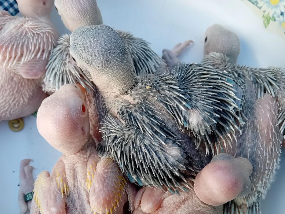 Ring neck bebés para acabar de criar á mão.