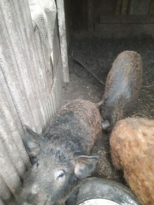 Продам поросята.