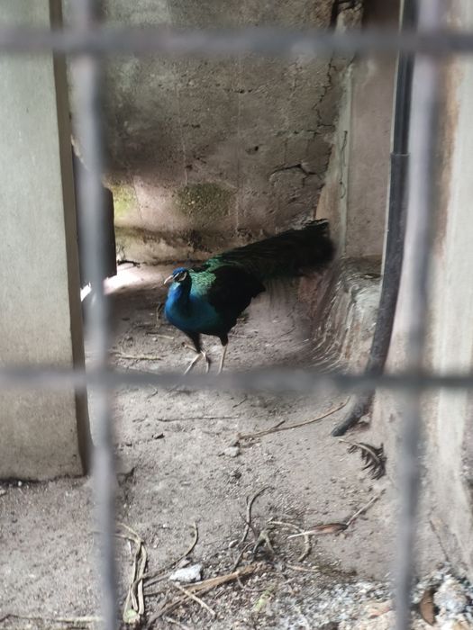 Vendo pavão asa negra