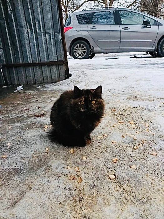 Кішка у пошуку сімї