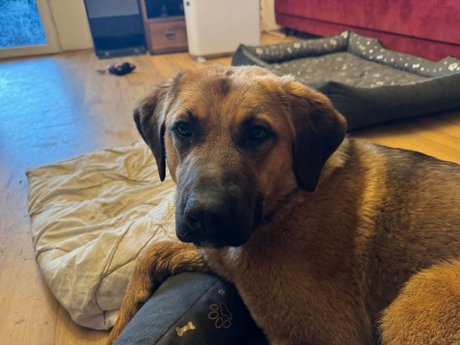 Mloda suczka do adopcji