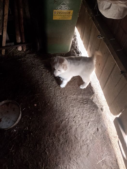 Piesek  mały średni urwis