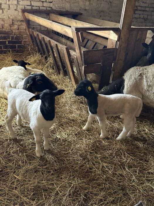 Ягнята дорпер (баранчики)
