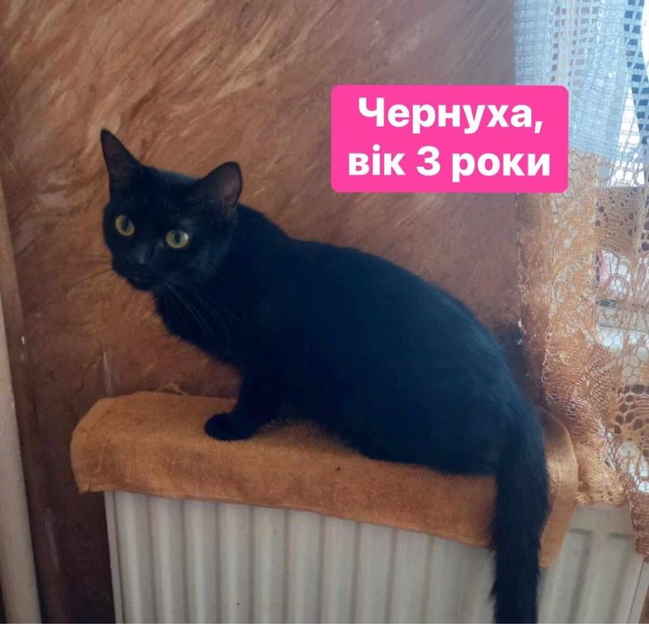 Котики в добрі руки!