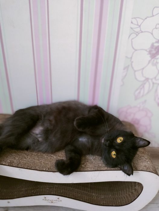 Димчаста красуня шукає родину