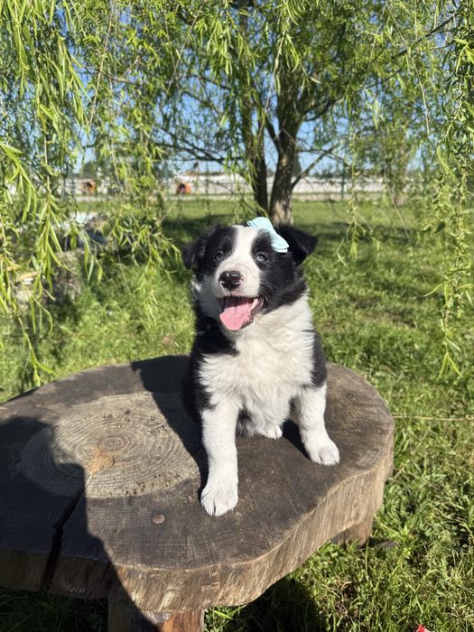Border Collie Preta e Branca