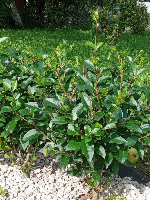 Саджанець бірючини