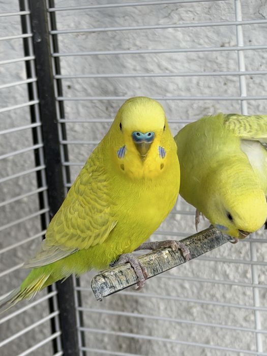 Periquito Pronto a Acasalar