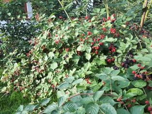 Sadzonki Malina CZARNA bardzo aromatyczna