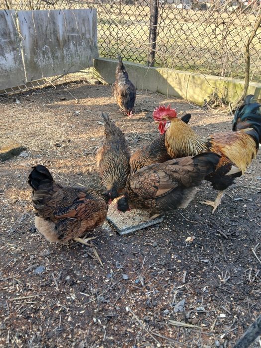 Jaja legowe zielone green shell