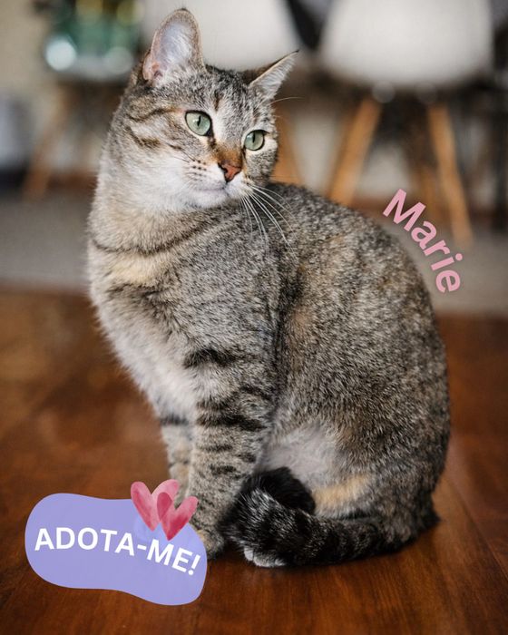 Gatinha para adoção responsável