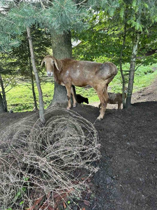 ПРОДАЮТЬСЯ Гісарські та Едельбаївські курдючні барани