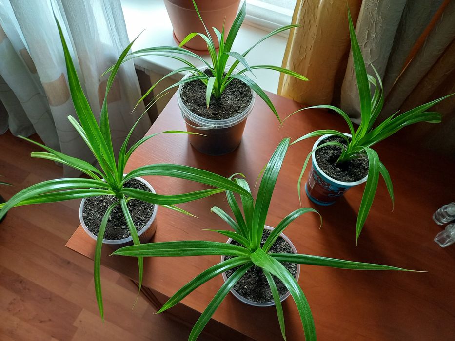 Продам саженцы Панданус,(винтовая пальма)