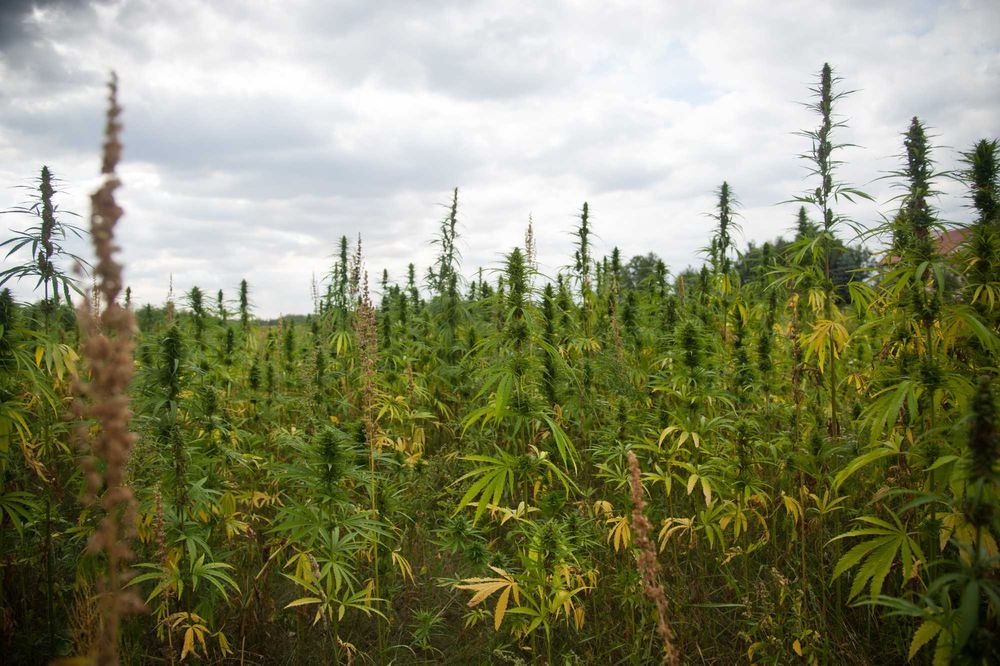 nasiona konopi do siewu certyfikowane CBD CBG Finola Futura Fedora Santhica