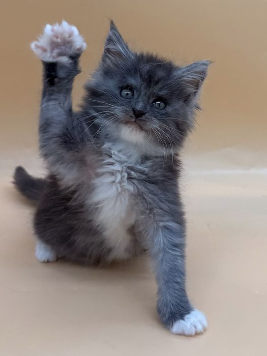 Мейн  кун котенок девочка