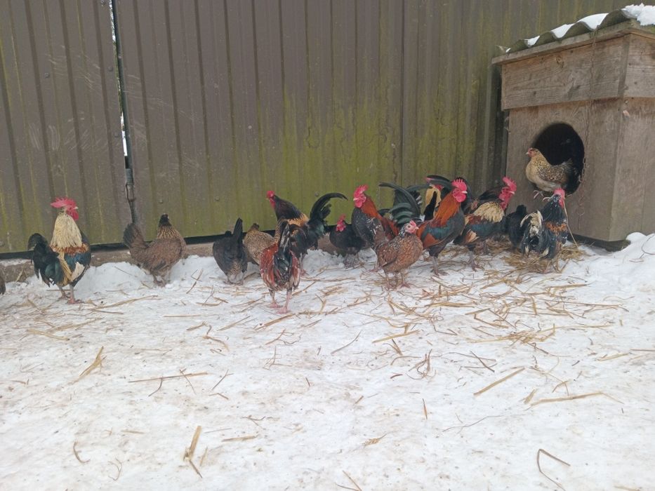 Карликові  Кури, БЕНТАМКИ  передаю автобусом